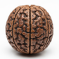 Nepal Origin 4 Mukhi Rudraksha bead macro detail showing 4 mukhi face lines and natural grain texture