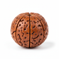 Nepal Origin 8 Mukhi Rudraksha bead full product shot on white background showing all 8 mukhi faces