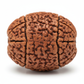 Nepal Origin 3 Mukhi Rudraksha bead macro detail showing 3 mukhi face lines and natural grain texture