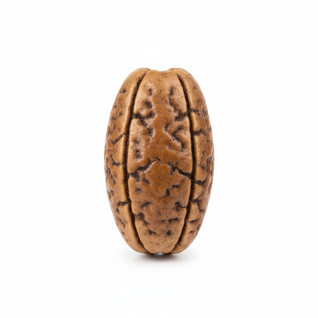 Nepal Origin 3 Mukhi Rudraksha bead full shot on white background showing 3 mukhi lines