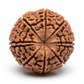 Nepal Origin 12 Mukhi Rudraksha macro close-up of 12 mukhi face lines and natural surface texture on white background