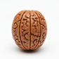 Nepal Origin 5 Mukhi Rudraksha macro close-up showing five well-defined mukhi lines, natural surface texture and authentic grain