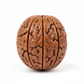 Nepal Origin 12 Mukhi Rudraksha bead full product shot on white background showing all 12 mukhi faces