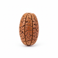 Nepal Origin 13 Mukhi Rudraksha bead full product shot on white background showing all 13 mukhi faces