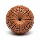 Nepal Origin 11 Mukhi Rudraksha bead full product shot on white background showing all 11 mukhi faces
