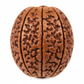 Nepal Origin 11 Mukhi Rudraksha macro close-up of 11 mukhi face lines and natural surface texture on white background