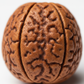Nepal Origin 8 Mukhi Rudraksha macro close-up of 8 mukhi face lines on white background