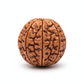 Nepal Origin 5 Mukhi Rudraksha bead full product shot on white background showing five natural mukhi faces