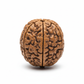 Nepal Origin 4 Mukhi Rudraksha bead full shot on white background showing natural texture and 4 mukhi lines